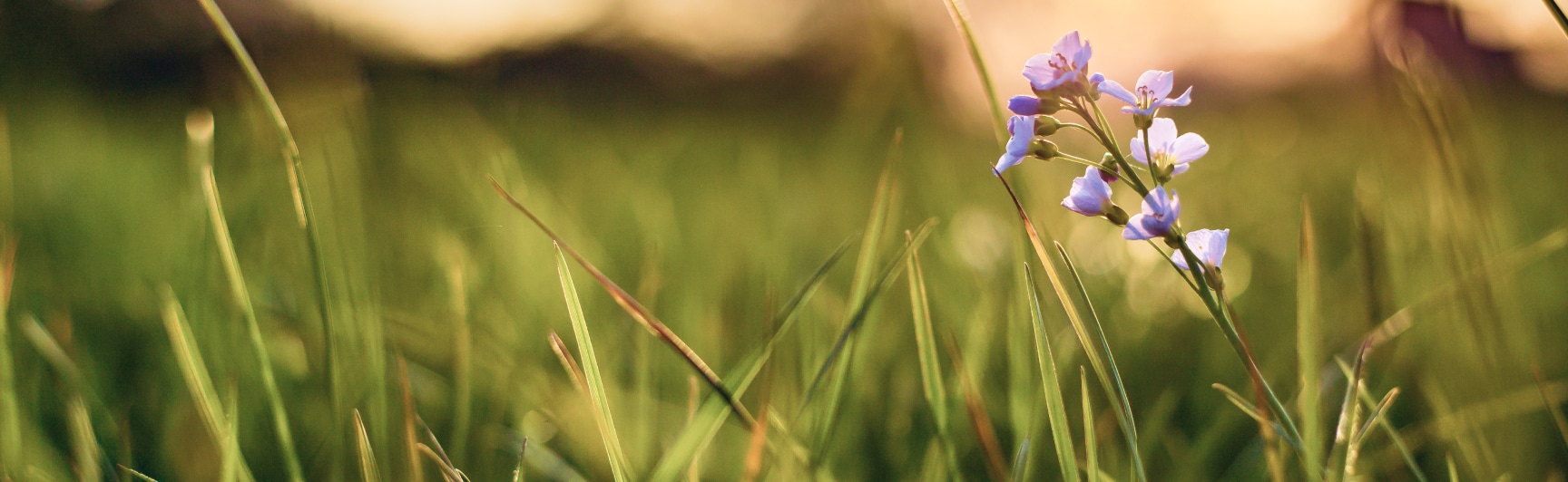 closeup-shot-tiny-flower-growing-fresh-green-grass-with-blurred-background 1